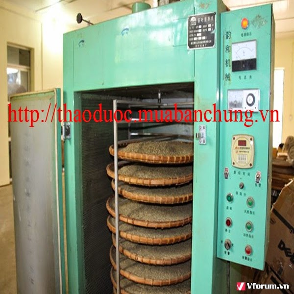 sao chè giảo cổ lam trường sinh