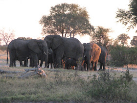 Wildlife Photos of Elephant (Makalolo Plains Camp, Zimbabwe)