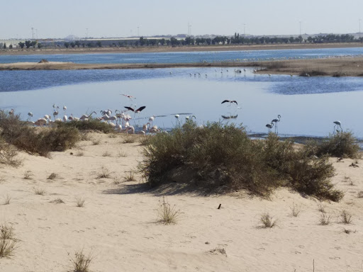 Al Wathba Wetland Reserve, Al Wathba Wetland Reserve - Abu Dhabi - United Arab Emirates, Tourist Attraction, state Abu Dhabi
