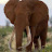 Nahom Newland avatar image