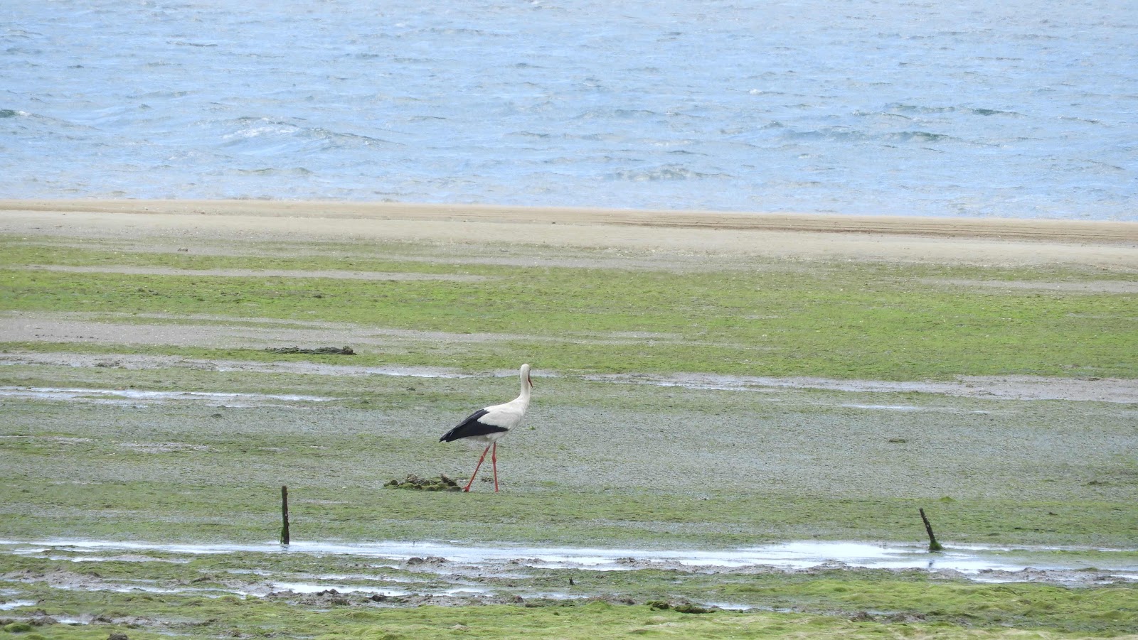 Ria Formosa, Olhão, Algarve