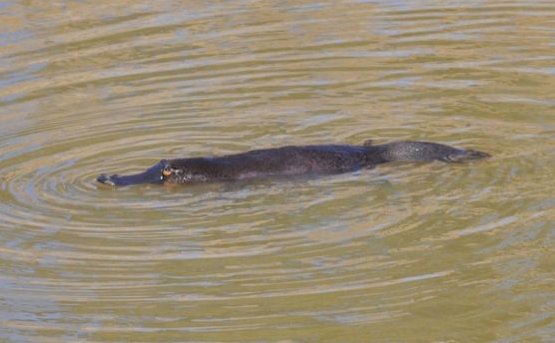 platypus