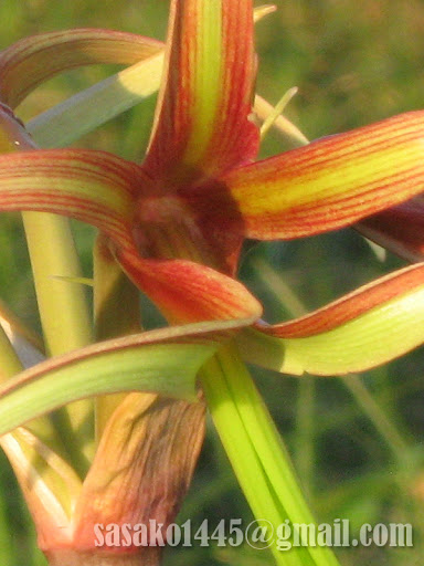 Amaryllis cybister Chico