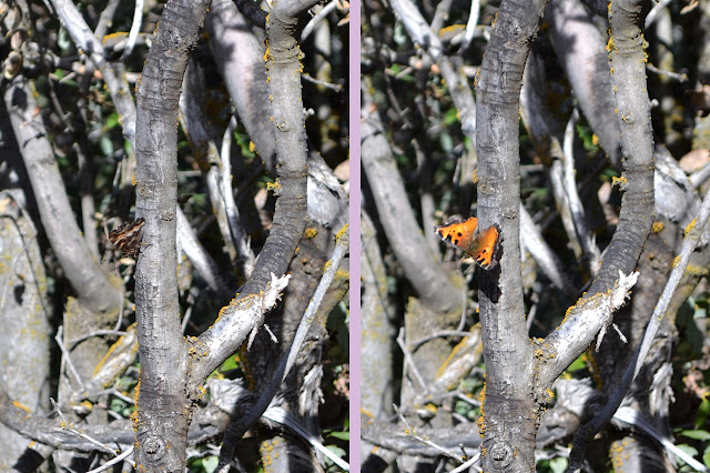 two views of a butterfly, with wings folded and plain or open and bright