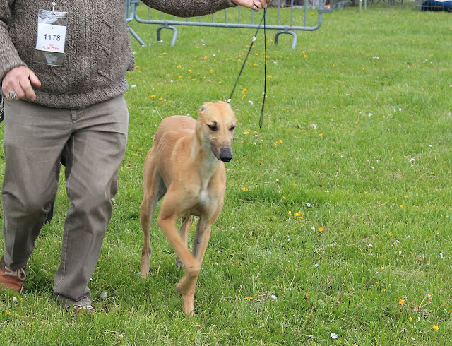 CACS Evreux (27) 12 mai 2013 2013%252005%252012%25201%2520copie