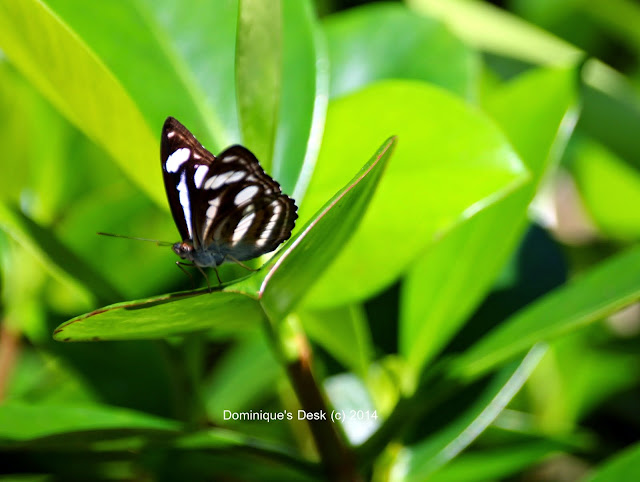 A butterfly on a leaf