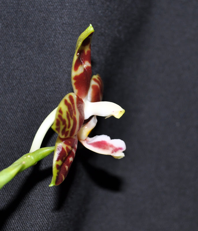 Phalaenopsis amboinensis DSC_0022