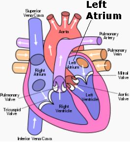 Left Atrium