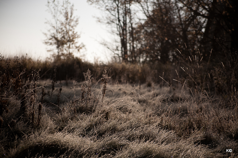 IMAGE: https://lh6.googleusercontent.com/-A2AP4FCw_aQ/Tq3-O4bB0II/AAAAAAAAX6A/xp86uSpPvcY/s800/_MG_7920-2.JPG