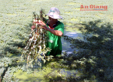 Trồng rau nhút sạch