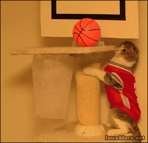 basketcat.gif