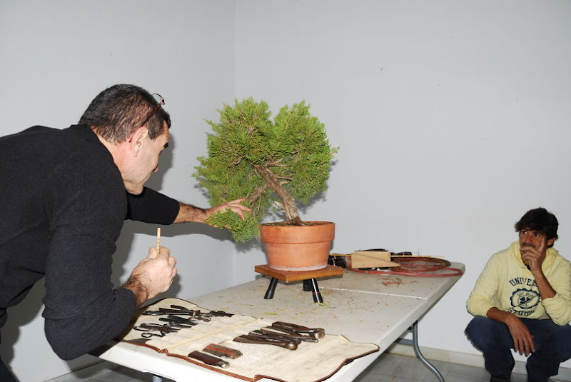 XI Exposición Invernal de bonsai de la A.S.B. Chokkan 151%252520XI%252520Exp.Inv.%252520ASBC%25252020111204%252520224