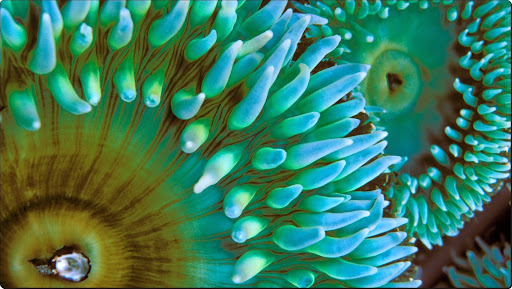 Sea Anemone.jpg