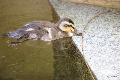 曹長的日々 カルガモ親子と出会いに 2013 06 14 自然の現実