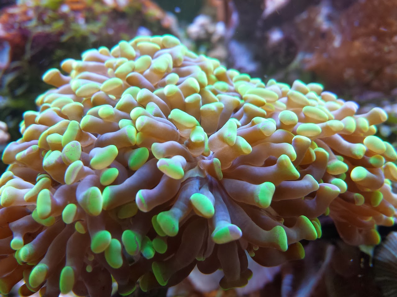 Nos coraux Durs 20140201_144448