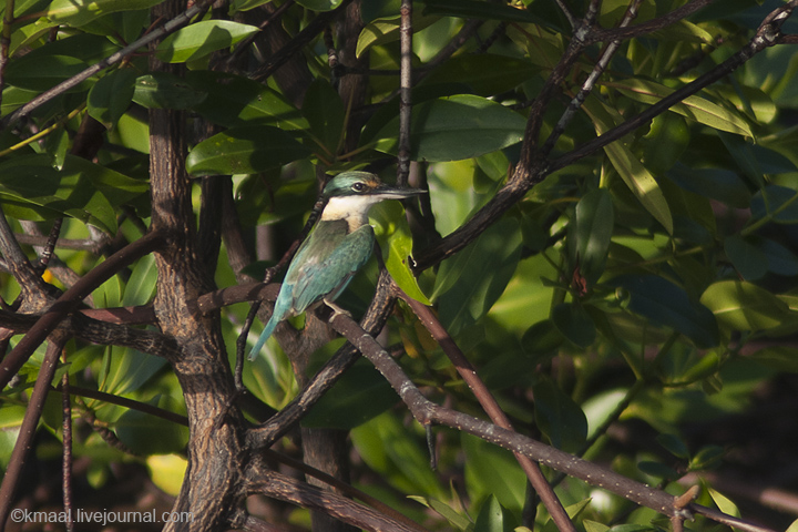 Каримунджава (Индонезия), снорклинг + птицы,  июль 2012