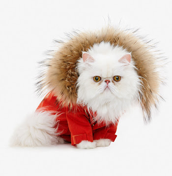 parka for cats