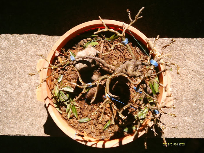 Ficus Nerifolia Reforma... IMAG0244