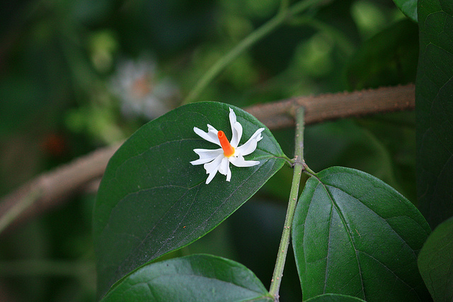 Shiuli Flower