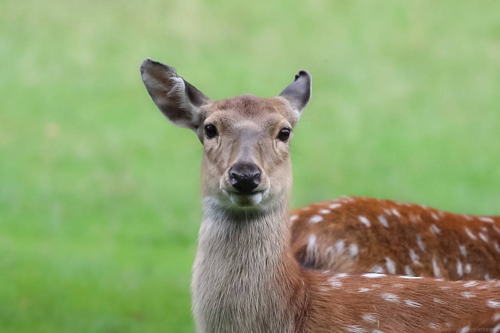 IMAGE: https://lh6.googleusercontent.com/-AF4Lm7VMpAw/Tsa4-qYlfUI/AAAAAAAACNk/NCgCVDo6FPk/s1024/IMG_6391.jpg