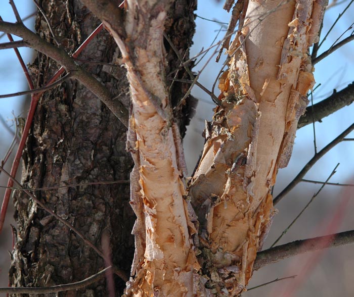 river+birch+bark.jpg