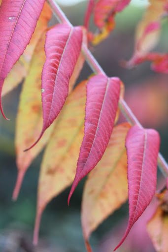red and yellow sumac leaves