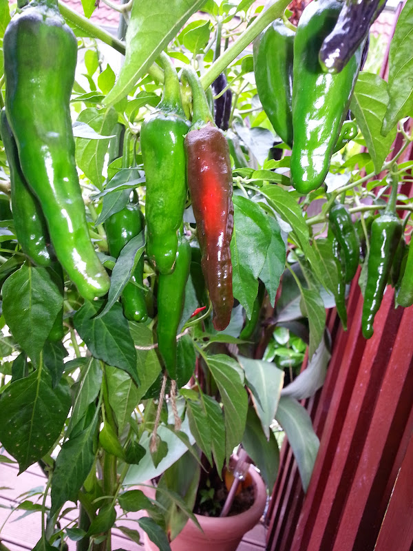 20140820_155358.jpg