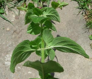 Lebiodka pospolita Origanum vulgare leaves and stem 