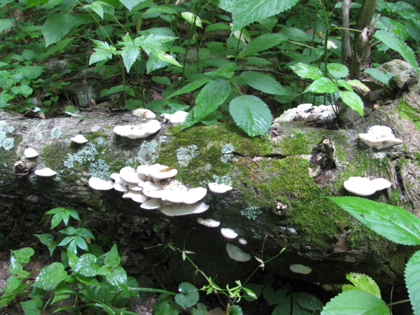 white mushrooms poking out in lines along a rotting log