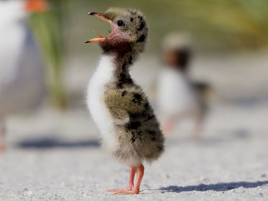 bruno rezende, coluna zero, fotografia, photo, foto, Photo fo the Day, natgeo, national geographic