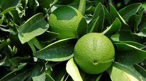 Image result for Citrus bergamia