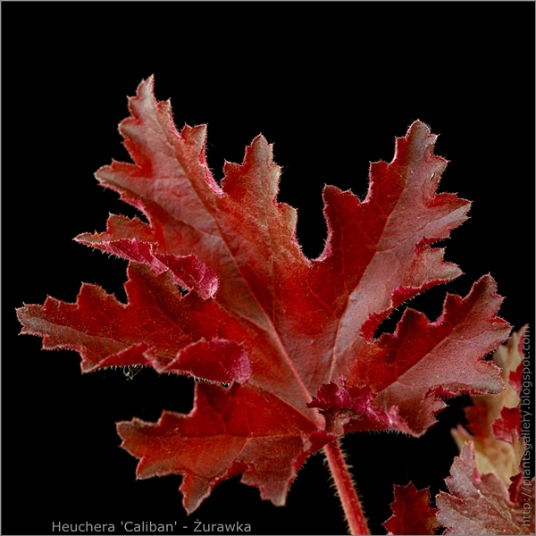 Heuchera 'Caliban' leaf - Żurawka liść