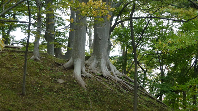 Tree roots on a hill