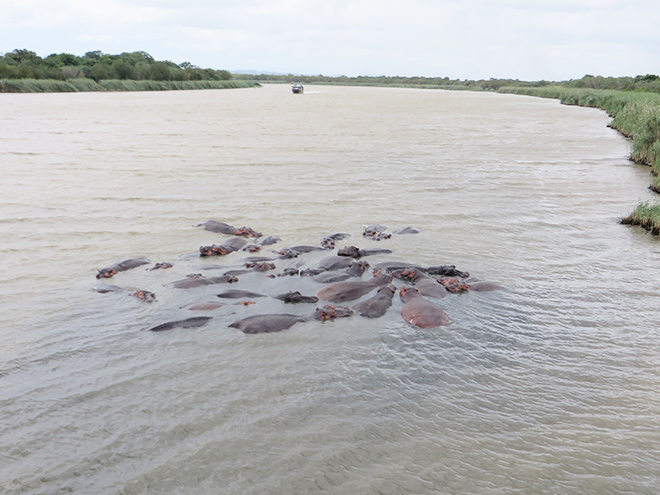 zwemmende kudde nijlpaarden, Lake St. Lucia, iSimangaliso Wetland Park, Zuid Afrika