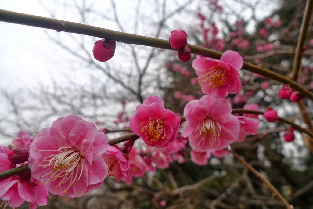 ume shinjuku gyoen