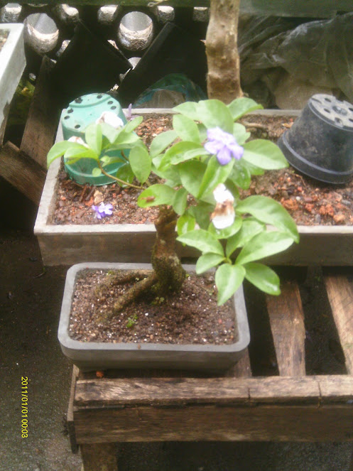 Manacá-Brunfelsia Uniflora... IMAG0145