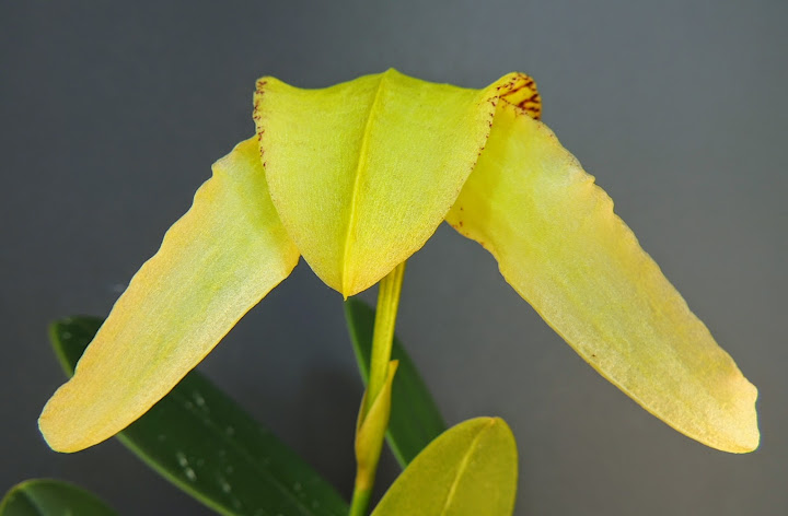 Bulbophyllum arfakianum DSCN1800