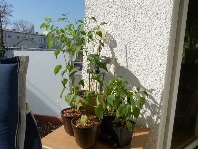 P1010865.JPG