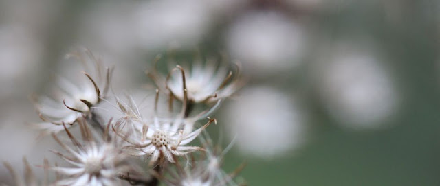 dried-out flowers
