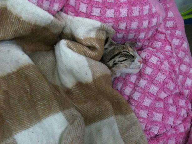 goxoa - Goxoa,preciosa gatita de 8 meses busca familia ¡ADOPTADA! IMG_1365