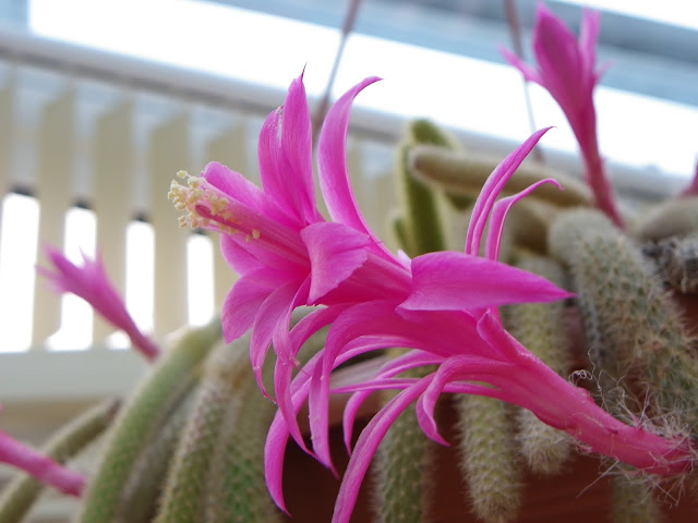 Aporocactus flageliformis IMGP5933