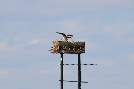 Nature on the Edge of New York City: Ospreys Return to Lower New ...