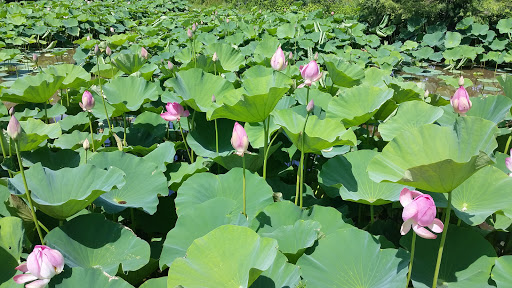 Kenilworth Aquatic Gardens