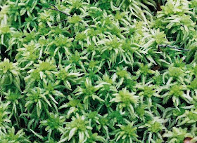 Sphagnum Magellanicum