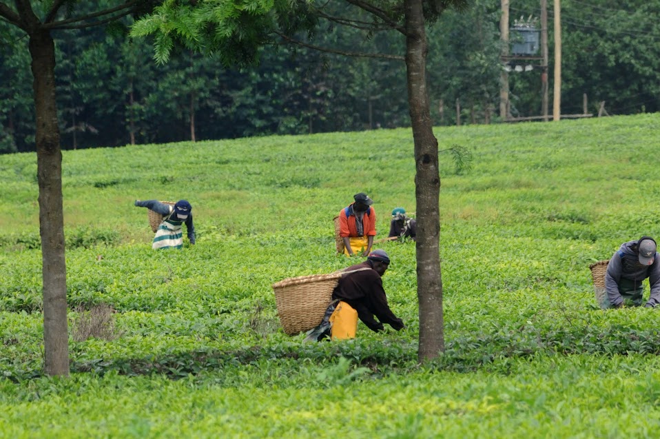 Oeste de Kenya y Lago Victoria - Blogs de Kenia - Kericho - Mount Elgon (1)