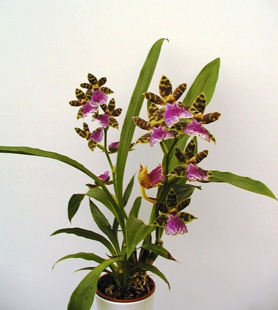 Растения из Тюмени. Краткий обзор - Страница 7 Zygopetalum%252520Rhein%252520Blueberry%252520%252560Clump%252520%2525D0%25259D%2525D0%25259E%252520002