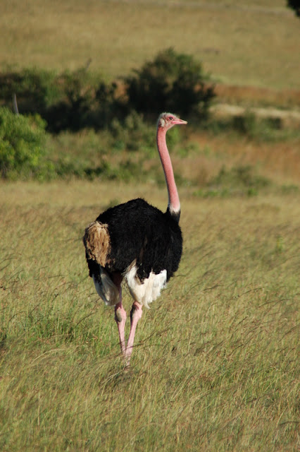 El zoo más grande del mundo - Kenya (2009) - Blogs de Kenia - Maasai Mara (27-29 de junio de 2009) (13)