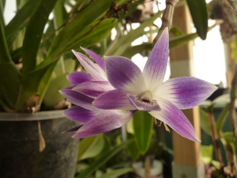 Dendrobium victoriae-reginae P1150525