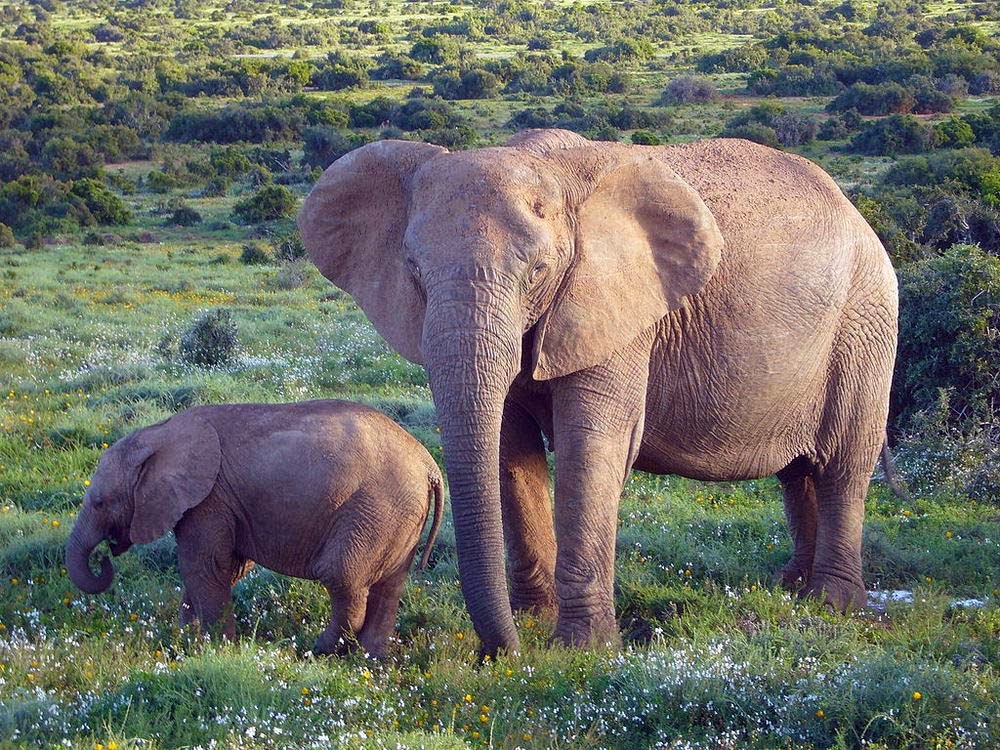 تعرف على أثقل الحيوانات في العالم (صور)  1-+African-Bush-Elephant