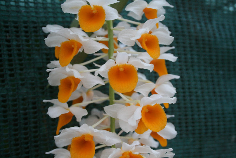 Dendrobium thyrsiflorum IMG_3286